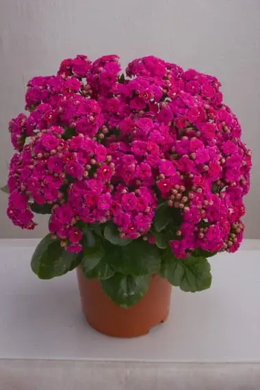 Indoor plant Kalanchoe: photo, medicinal properties of the Kalanchoe flower, description of the types of home plants