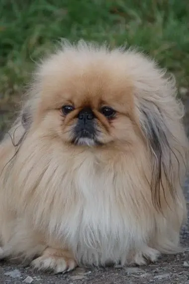 Pekingese hemma: bilder av hundraser, beskrivning, historia och egenskaper hos Pekingese