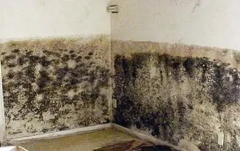 Mofo no apartamento: como se livrar da placa nas paredes com ferramentas especiais e métodos simples